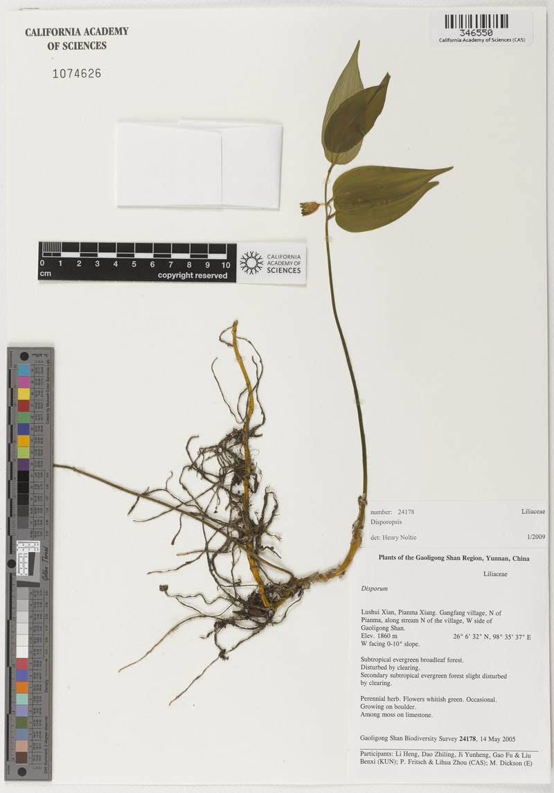 Disporopsis yui photo 2