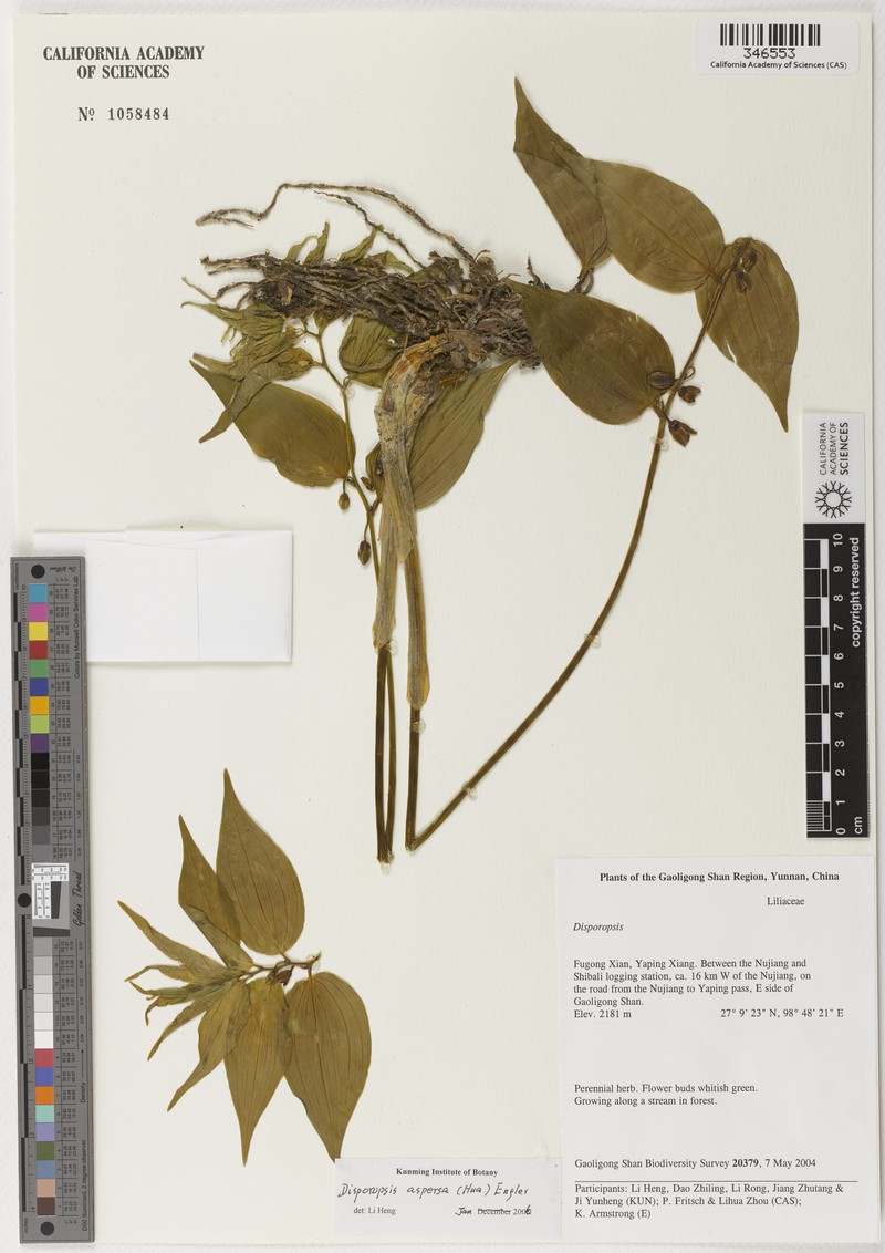 Disporopsis yui photo 4