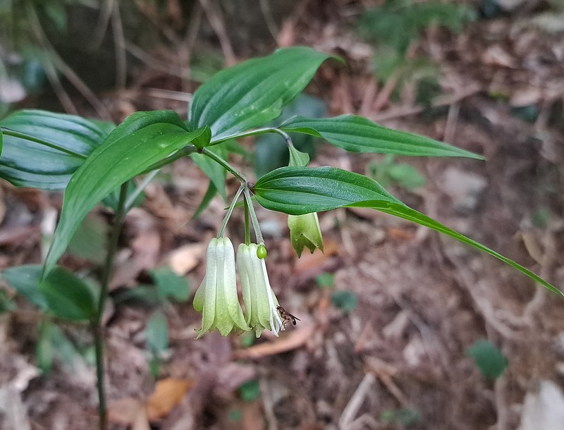 Disporum sessile var. intermedium