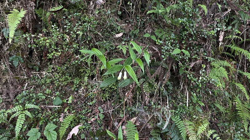 Disporum sessile var. intermedium photo 2