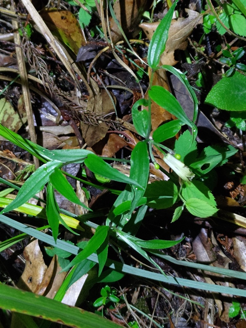 Disporum sessile var. intermedium photo 3