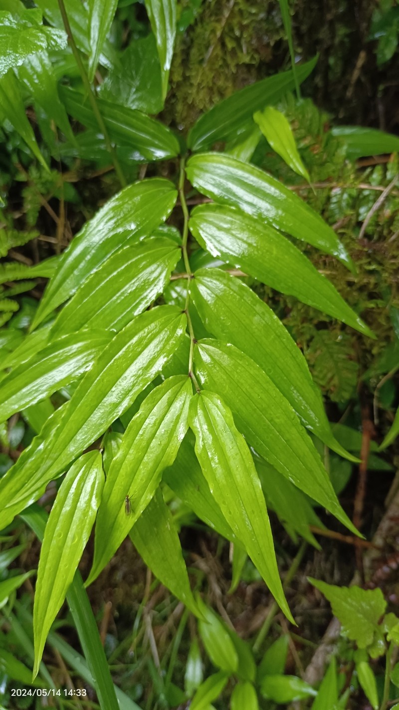 Disporum sessile var. intermedium photo 4