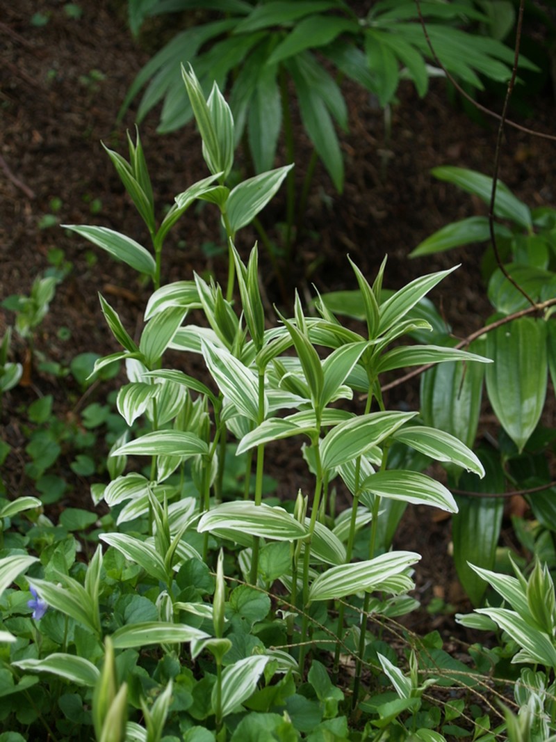 Disporum sessile var. sessile