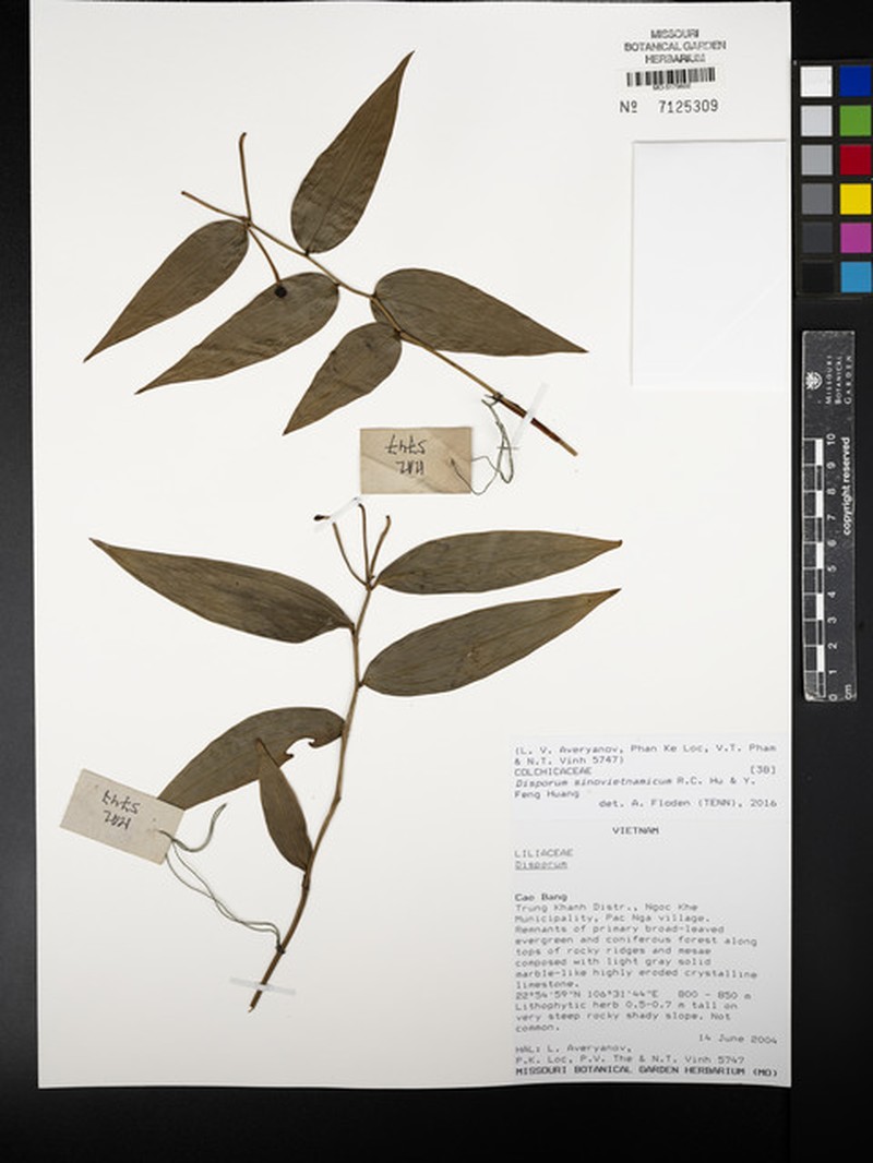 Disporum sinovietnamicum