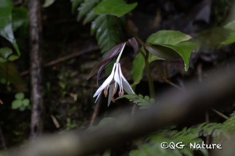 Disporum xilingense