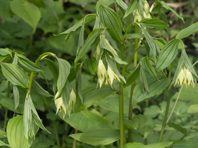 Disporum xilingense photo 2