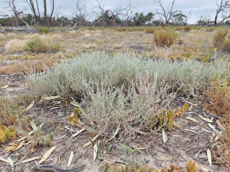 Dissocarpus biflorus var. biflorus