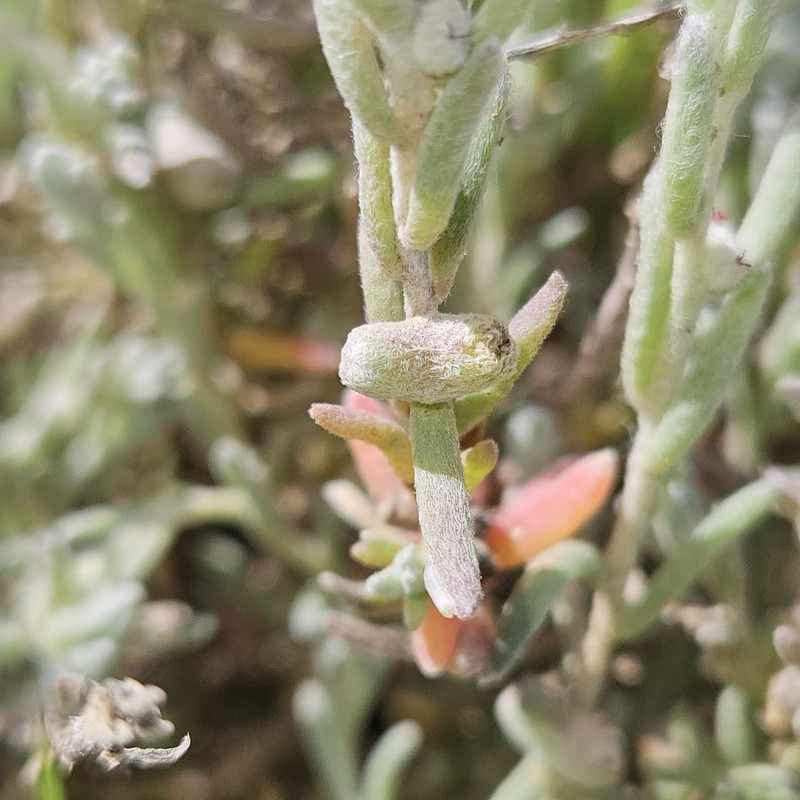 Dissocarpus biflorus var. biflorus photo 2