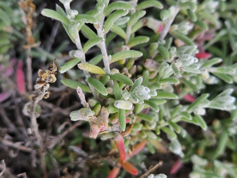 Dissocarpus biflorus var. biflorus photo 3