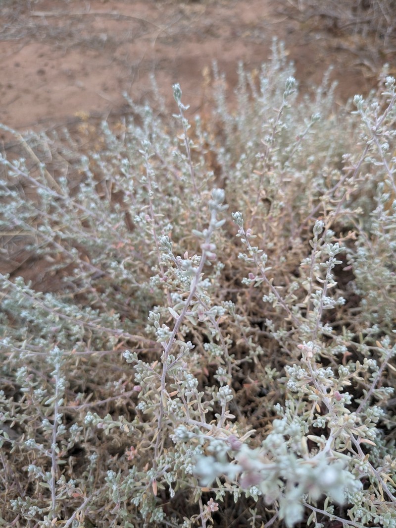 Dissocarpus biflorus var. biflorus photo 4