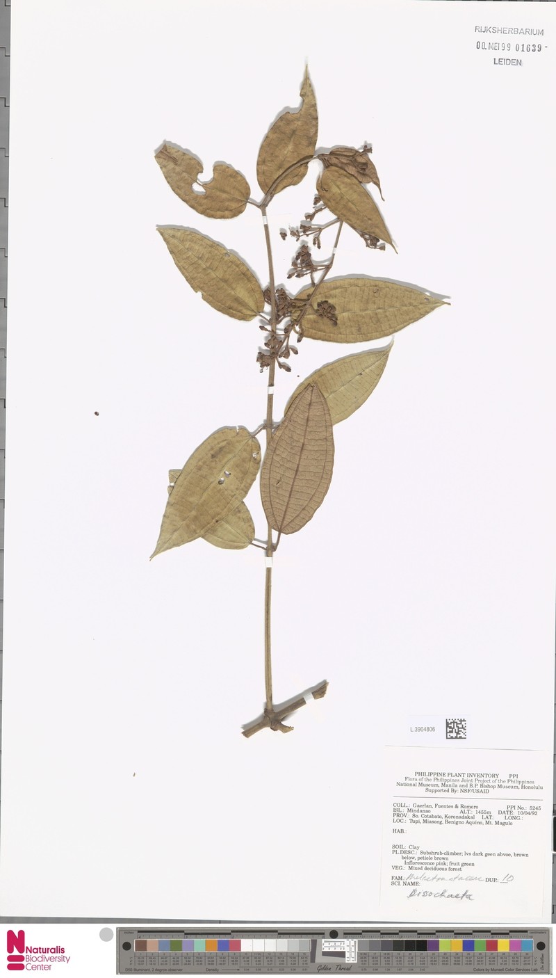 Dissochaeta celebica var. celebica
