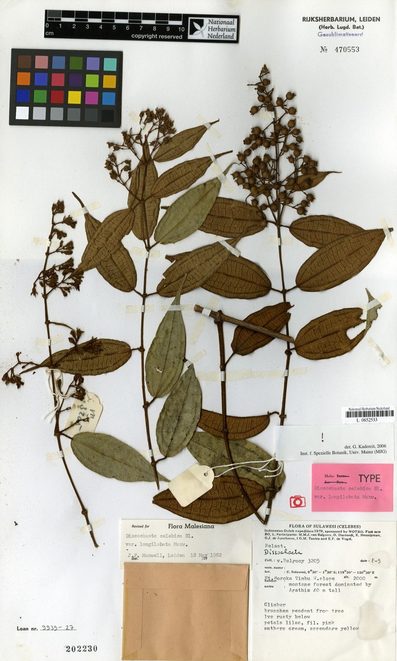 Dissochaeta celebica var. longilobata
