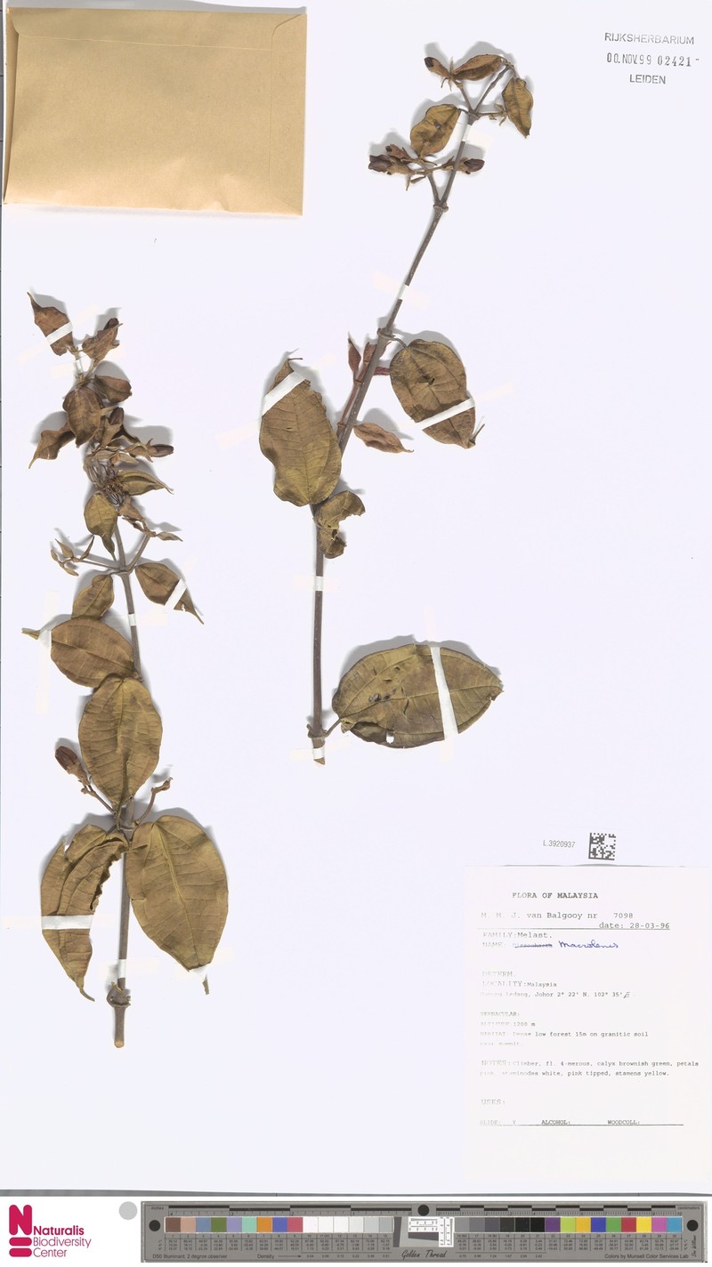 Dissochaeta griffithii