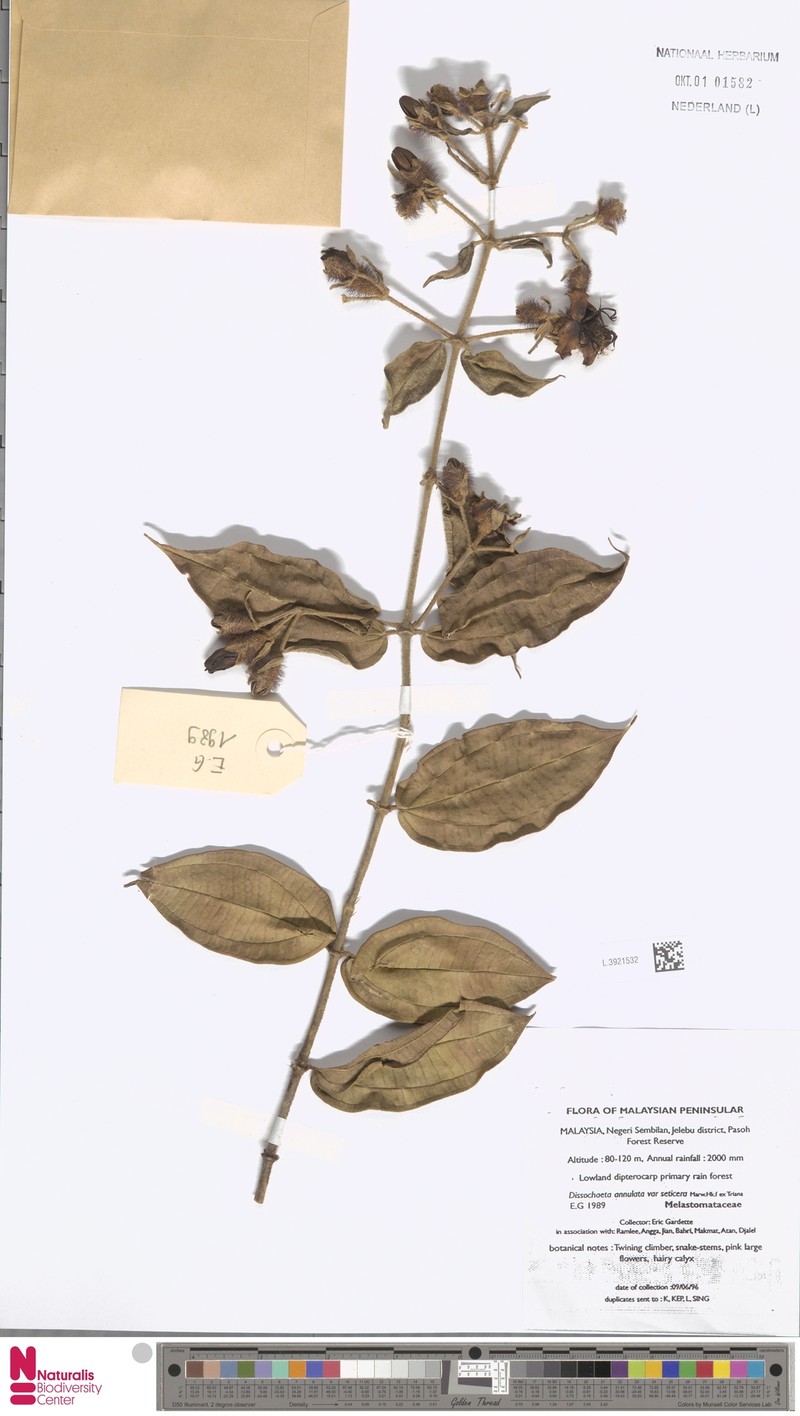 Dissochaeta griffithii photo 2