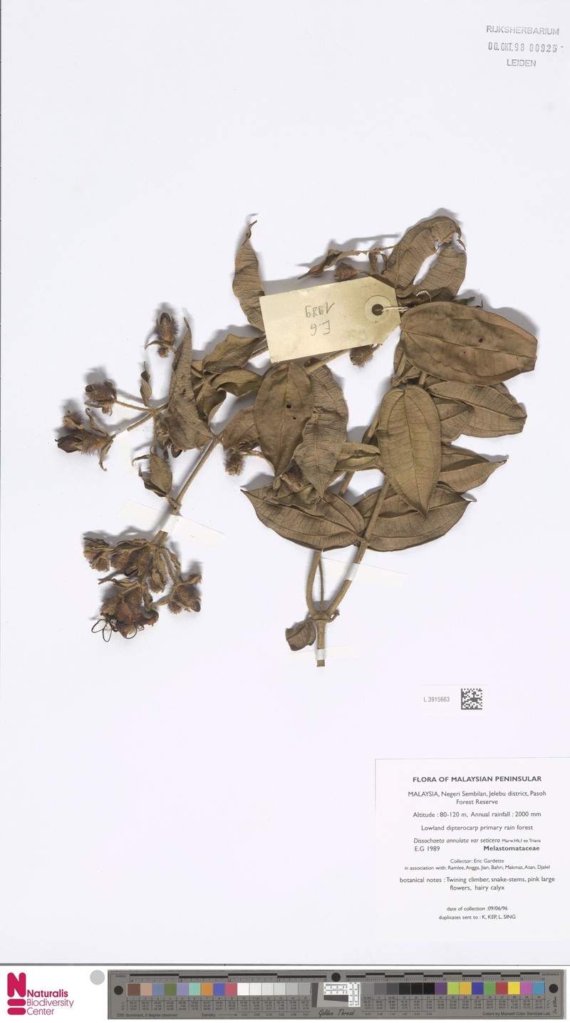 Dissochaeta griffithii photo 3
