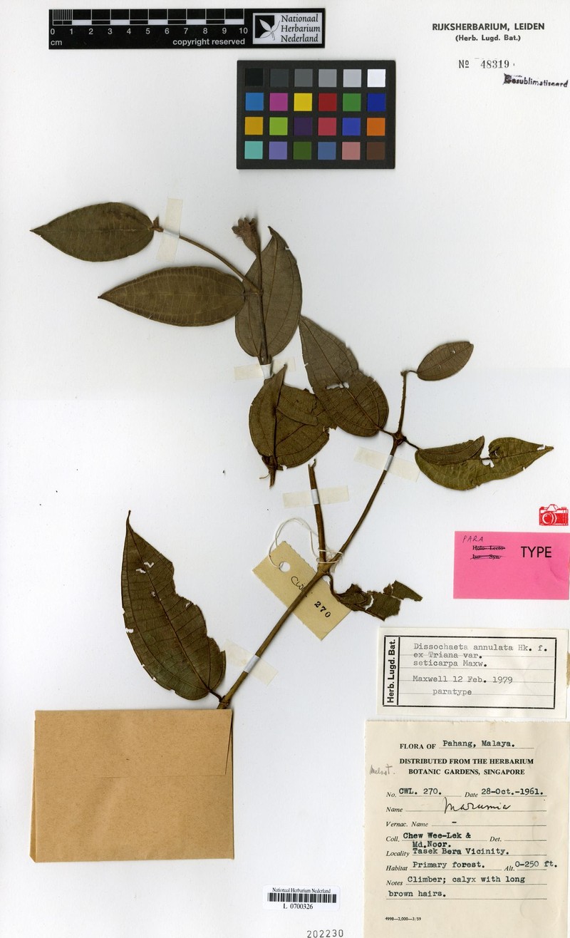 Dissochaeta griffithii photo 4