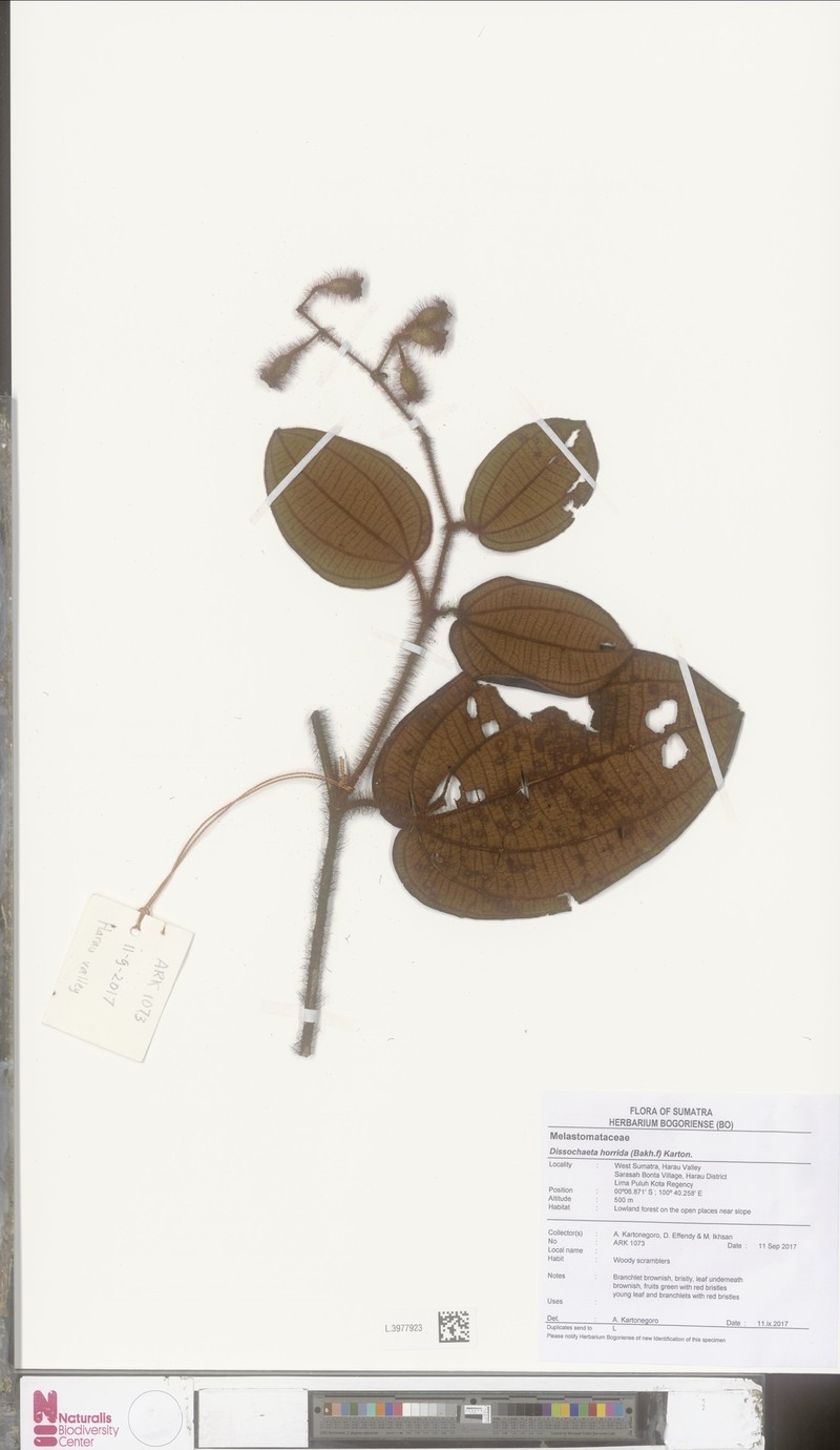 Dissochaeta horrida