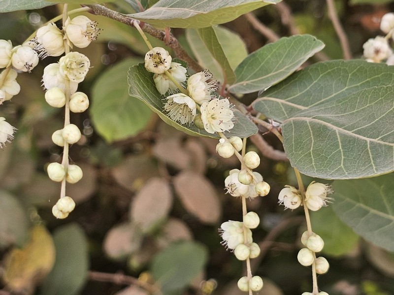 Dissomeria crenata