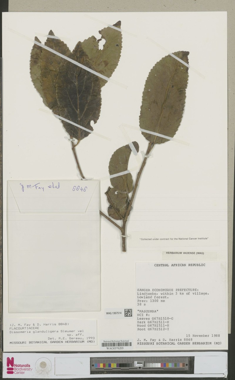Dissomeria glanduligera