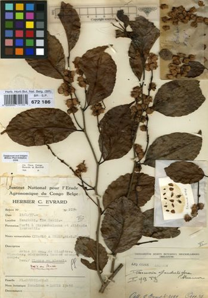 Dissomeria glanduligera photo 2