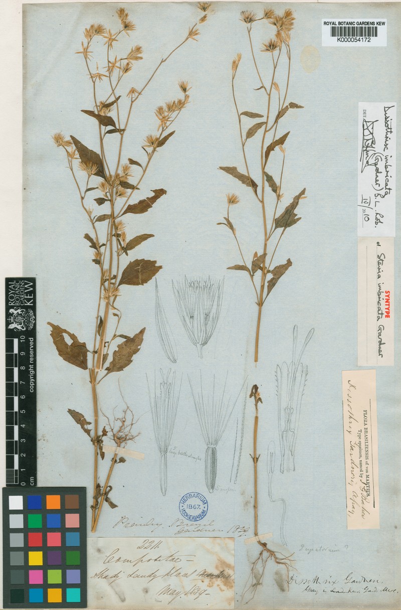 Dissothrix imbricata