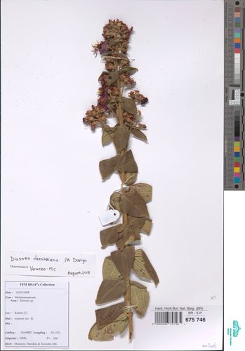 Dissotidendron cordatum
