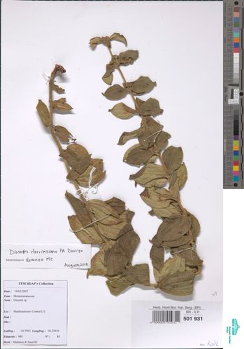 Dissotidendron cordatum photo 2