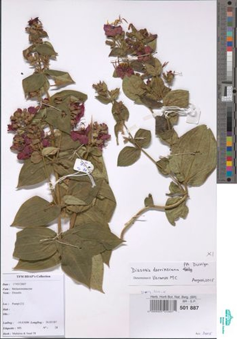 Dissotidendron cordatum photo 3