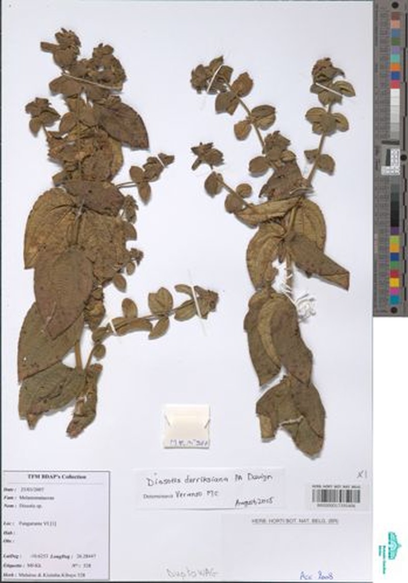 Dissotidendron cordatum photo 4