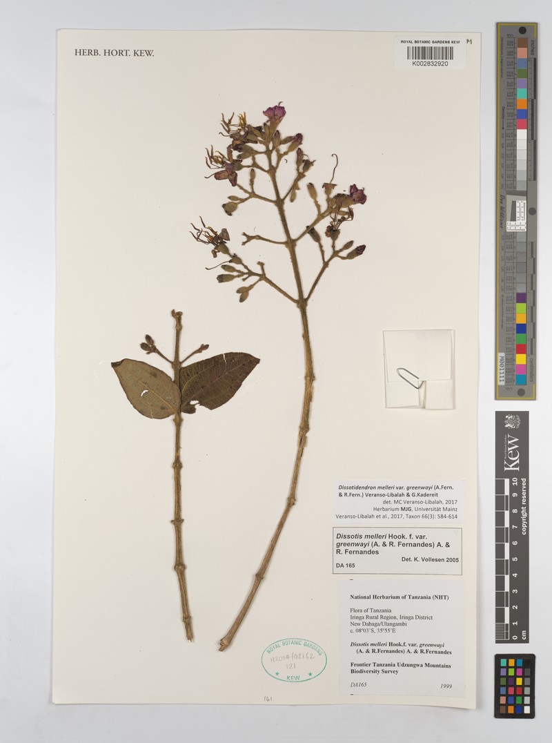 Dissotidendron melleri var. melleri