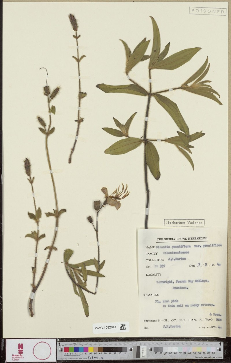 Dissotis grandiflora var. grandiflora