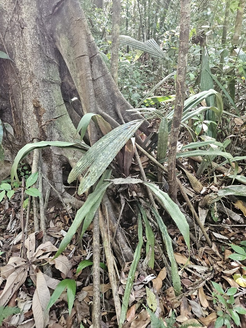 Disteganthus gracieae