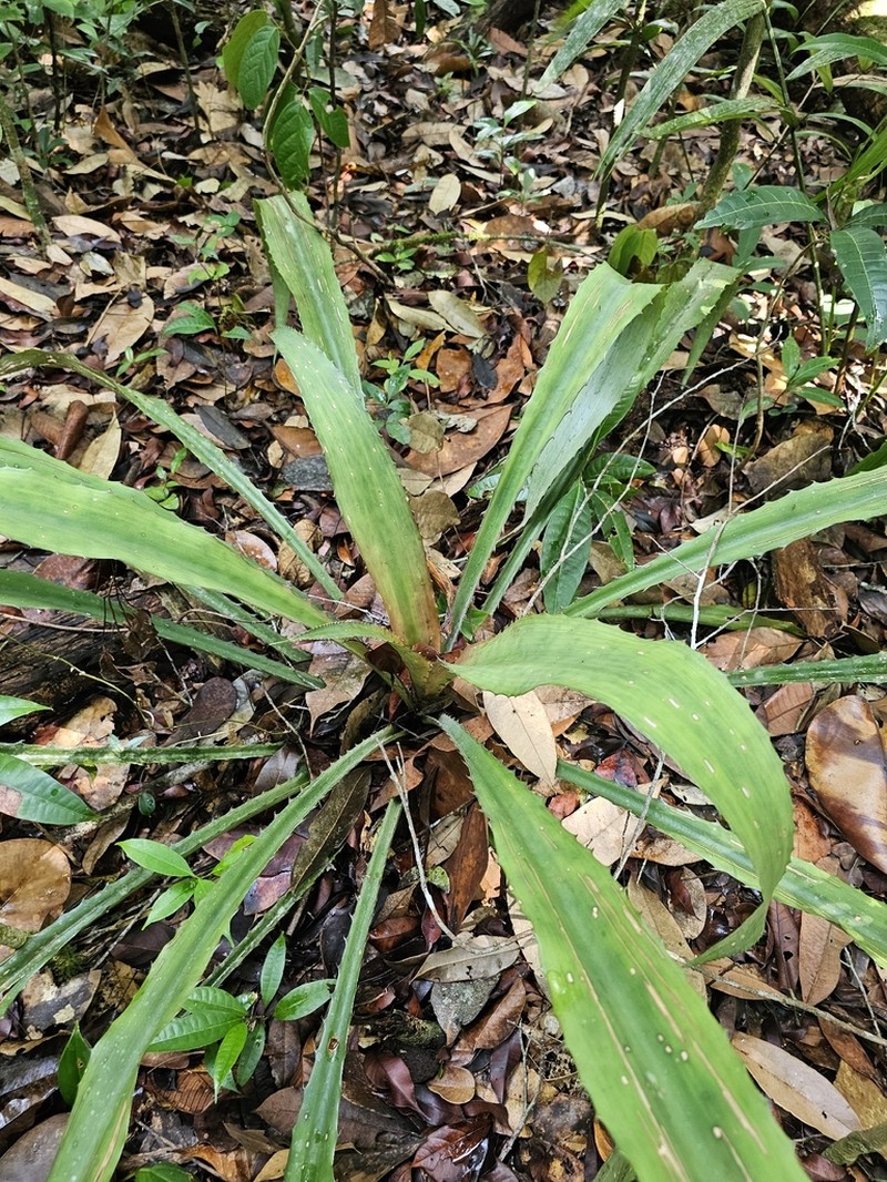 Disteganthus gracieae photo 2