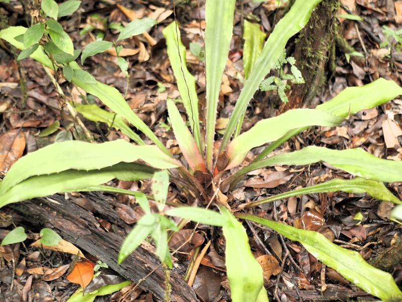 Disteganthus gracieae photo 3