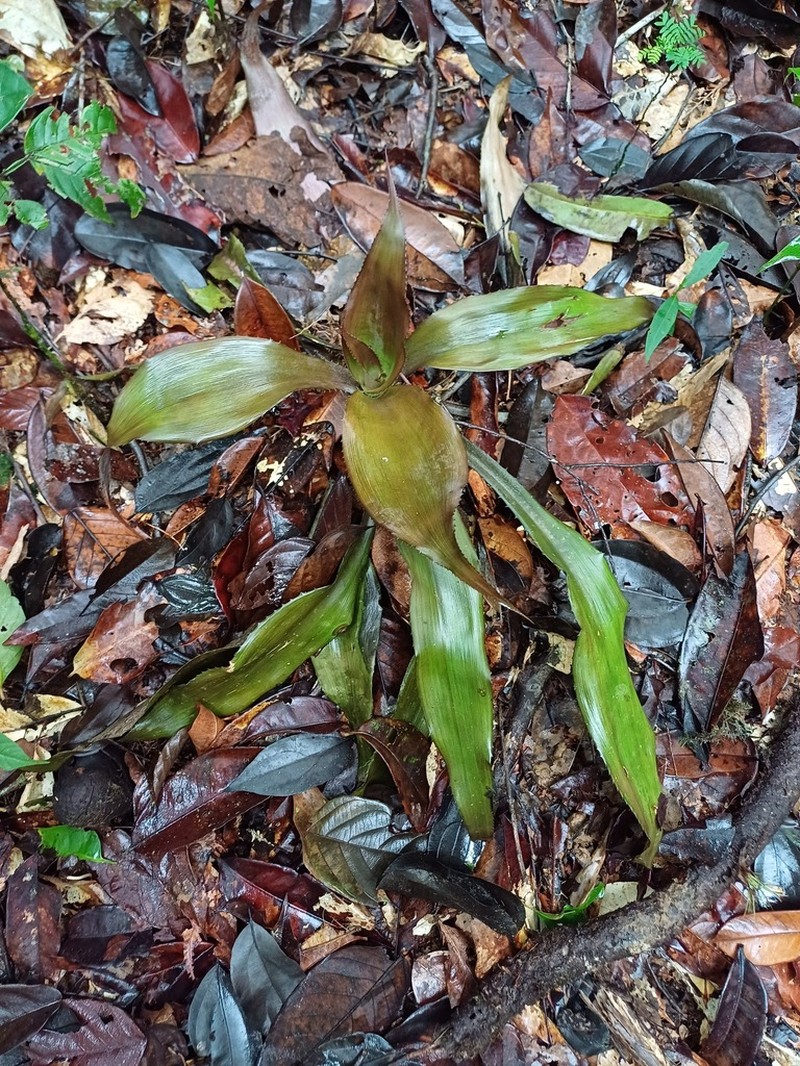 Disteganthus gracieae photo 4