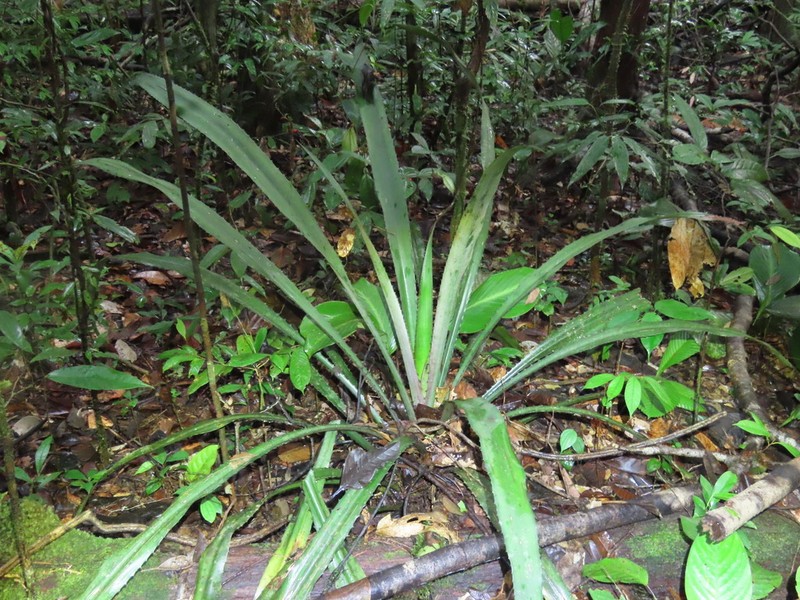 Disteganthus gracieae photo 5