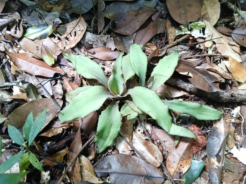 Disteganthus gracieae photo 6