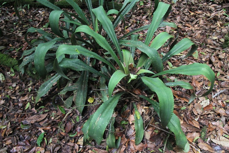 Disteganthus gracieae photo 7