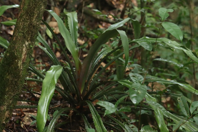 Disteganthus gracieae photo 8