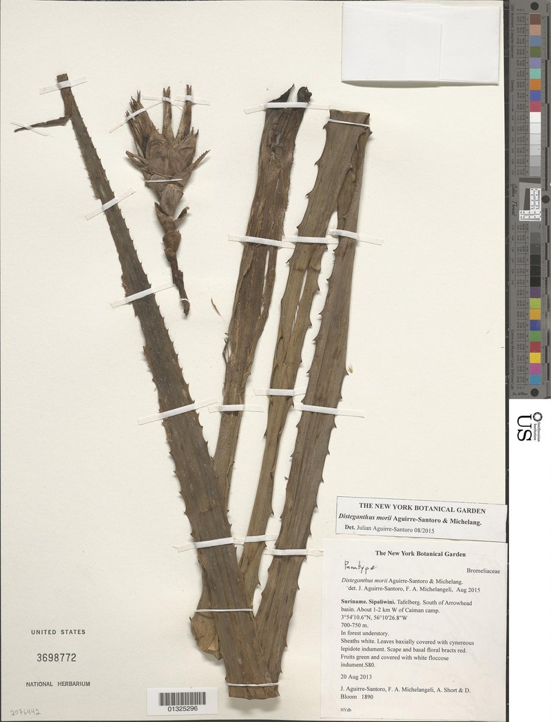 Disteganthus morii photo 2
