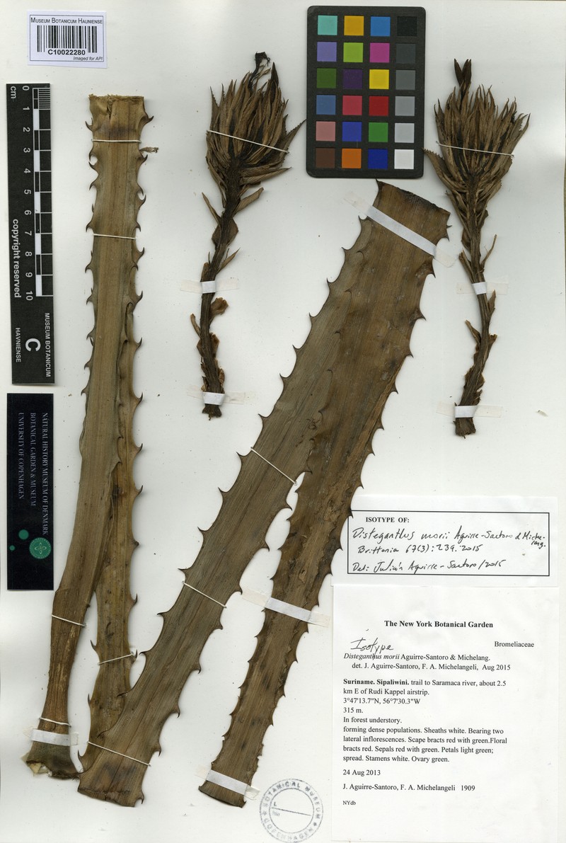 Disteganthus morii