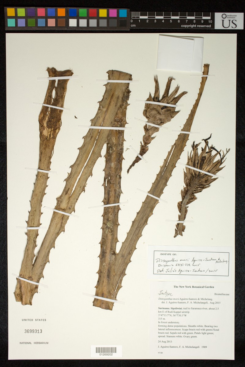 Disteganthus morii photo 3