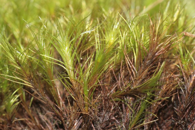 Distichium Moss