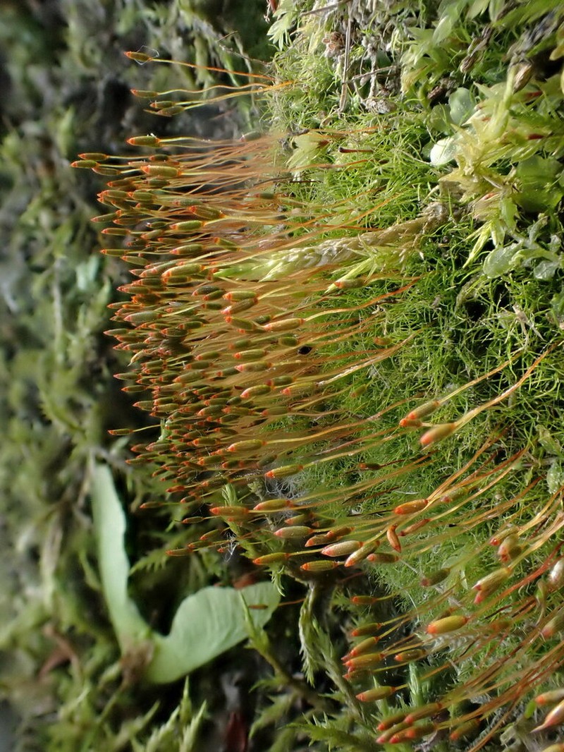 Distichium Moss