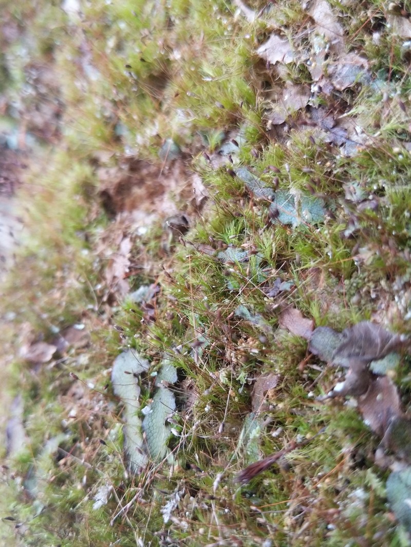 Distichium Moss photo 2