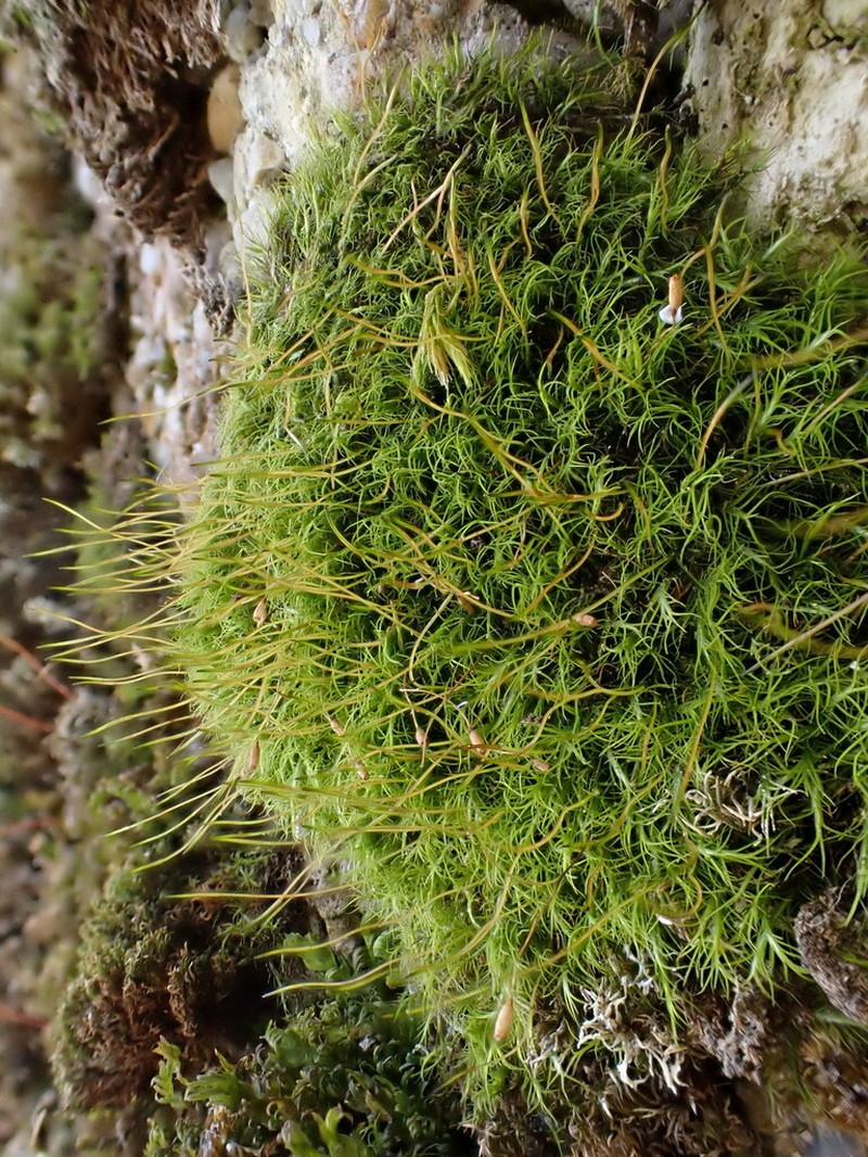 Distichium Moss photo 3
