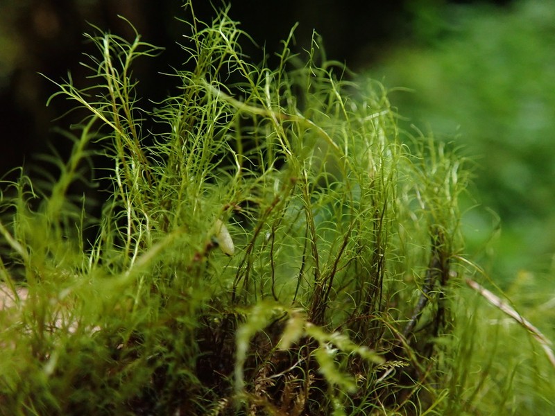Distichium Moss photo 4