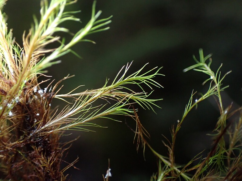 Distichium Moss photo 5
