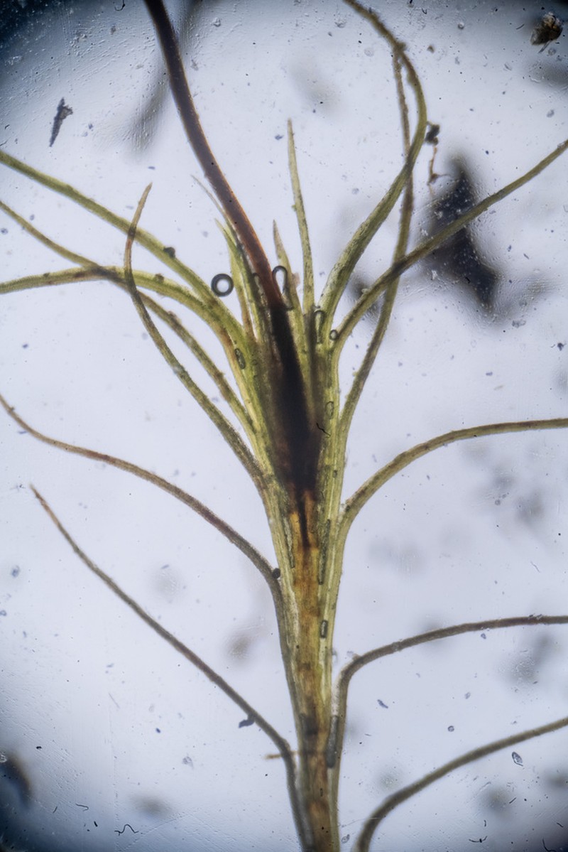 Distichium Moss photo 6