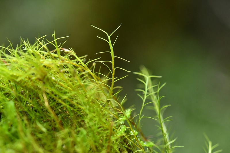 Distichium Moss photo 7